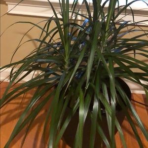 Meet your Posher, Rosa